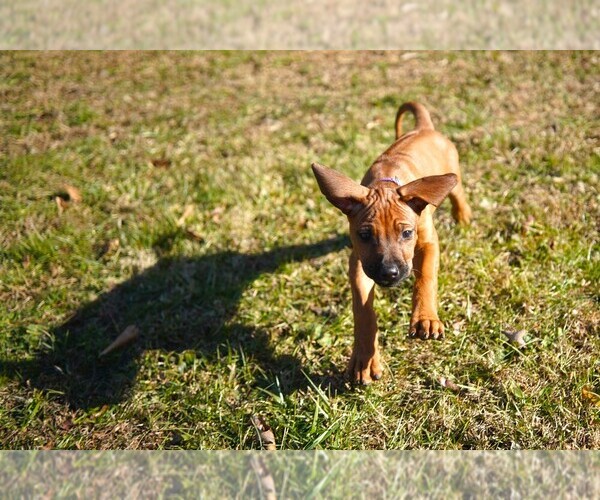Medium Photo #9 Rhodesian Ridgeback Puppy For Sale in ONEIDA, TN, USA