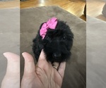 Small Photo #22 Saint Berdoodle Puppy For Sale in DINWIDDIE, VA, USA