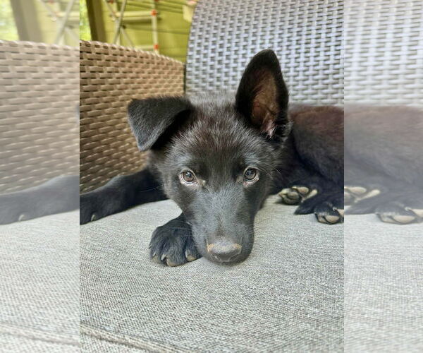 Medium Photo #2 Mutt Puppy For Sale in Sandy, UT, USA