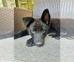 Small #1 Mutt