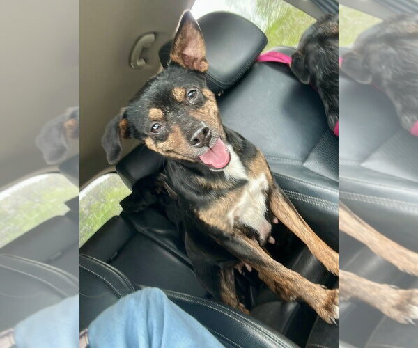 Medium Photo #1 Chihuahua-Unknown Mix Puppy For Sale in Ball Ground, GA, USA