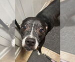 Small #3 American Pit Bull Terrier Mix