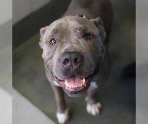 American Staffordshire Terrier Dogs for adoption in San Antonio, TX, USA