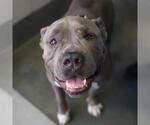 JUMBO - Male American Staffordshire Terrier Dog for Adoption - Small photo