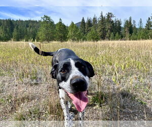 Mo - Female Pointer-Unknown Mix Dog for Adoption - Photo #4