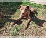 Small Photo #20 Labrador Retriever Puppy For Sale in Rosenberg, TX, USA