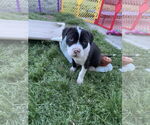 Small #1 American Pit Bull Terrier-Labrador Retriever Mix