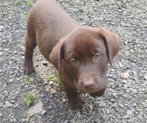 Labrador Retriever Puppy for sale in PRESCOTT, OR, USA