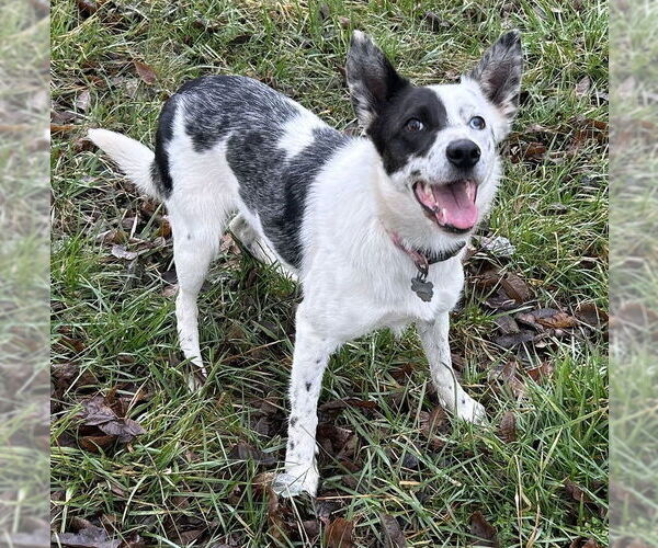 Medium Photo #2 Border-Aussie Puppy For Sale in Cookeville, TN, USA