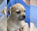 Small #1 Pug-Shih Tzu Mix