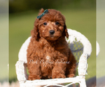 Small #4 Poodle (Toy)