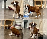 Puppy 2 Boxer