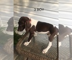 Small Photo #8 German Shorthaired Pointer Puppy For Sale in ENTERPRISE, AL, USA