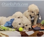 Small Photo #4 Goldendoodle Puppy For Sale in CEDAR GAP, MO, USA