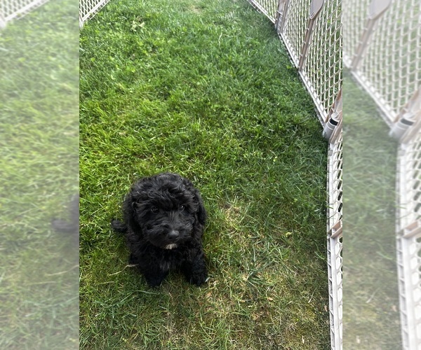 Medium Photo #6 Cavapoo (Miniature) Puppy For Sale in MEDFORD, OR, USA