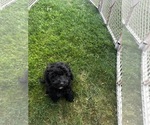 Small #5 Cavapoo (Miniature)