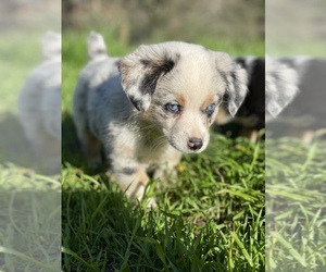 Aussie-Corgi Puppy for sale in MYRTLE CREEK, OR, USA