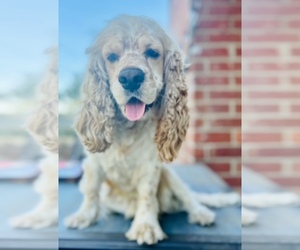 Father of the Cocker Spaniel puppies born on 04/28/2026
