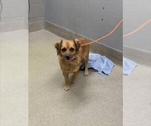 Chihuahua-Unknown Mix Dogs for adoption in Las Vegas, NV, USA