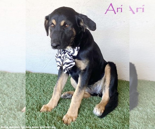 Medium Photo #1 Rottweiler-Siberian Husky Mix Puppy For Sale in San Diego, CA, USA