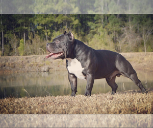 Father of the American Bully puppies born on 04/16/2022