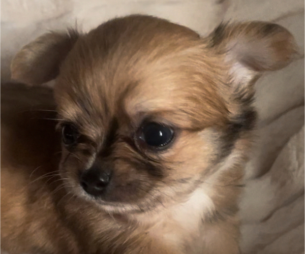 Medium Photo #3 Chihuahua Puppy For Sale in ADAMSVILLE, TN, USA