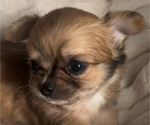 Small #2 Chihuahua
