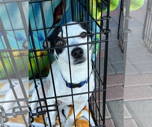 Jack Chi Dogs for adoption in Tonopah, AZ, USA