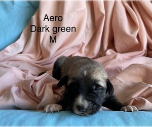 Anatolian Shepherd Puppy for sale in SILVER LAKE, IN, USA