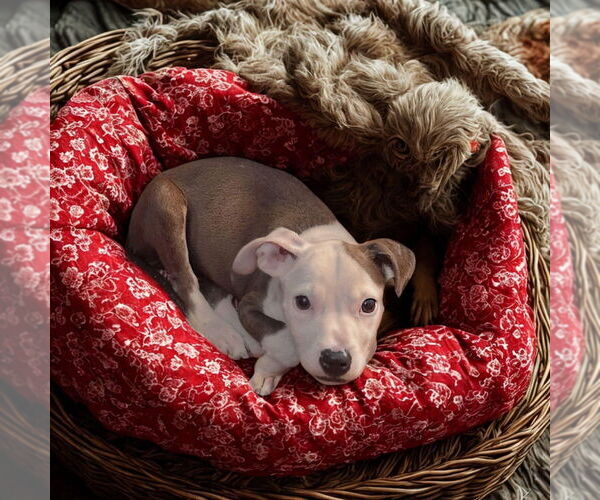 Medium Photo #4 Staffordshire Bull Terrier-Unknown Mix Puppy For Sale in New York, NY, USA