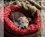 Small #3 Staffordshire Bull Terrier Mix