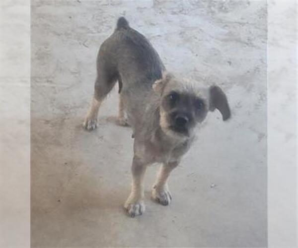 Medium Photo #1 Miniature Schnauzer-Unknown Mix Puppy For Sale in San Antonio, TX, USA
