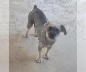 Miniature Schnauzer-Unknown Mix Dogs for adoption in San Antonio, TX, USA