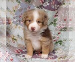 Small Photo #32 Miniature Australian Shepherd Puppy For Sale in HARRISON, OH, USA