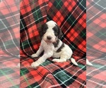 Puppy Snoop Aussiedoodle