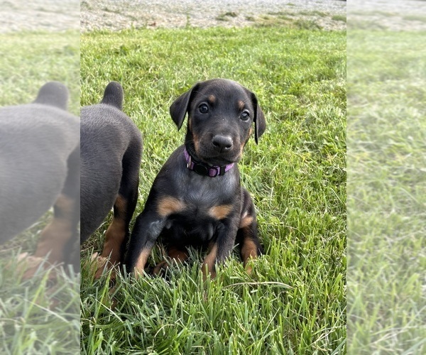 Medium Photo #15 Doberman Pinscher Puppy For Sale in WESTON, WI, USA