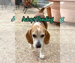 Small #1 Beagle