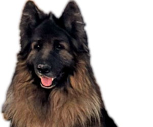 Father of the King Shepherd puppies born on 10/31/2025