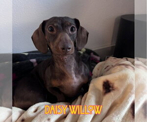Daisy Willow - Female Dachshund Dog for Adoption - Photo #15