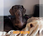 Small Photo #15 Dachshund Puppy For Sale in San Antonio, TX, USA