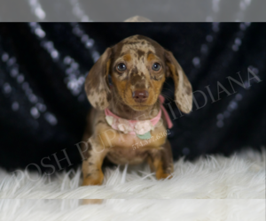Medium Dachshund
