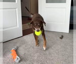 Small #3 Beagle Mix