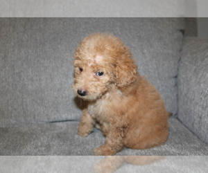 Goldendoodle (Miniature) Puppy for sale in BLMGTN, IN, USA