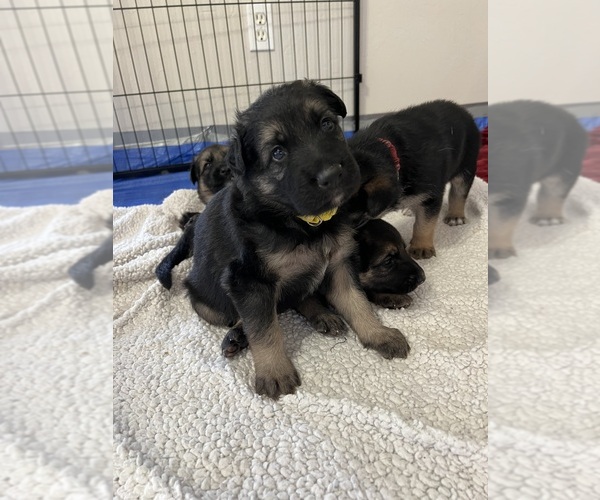 Medium Photo #1 German Shepherd Dog Puppy For Sale in LEHIGH ACRES, FL, USA