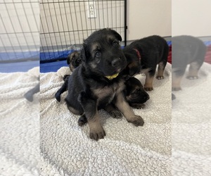 Medium German Shepherd Dog