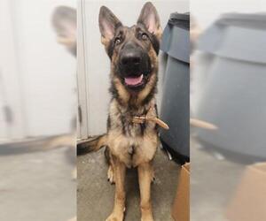 German Shepherd Dog Dogs for adoption in Rosenberg, TX, USA