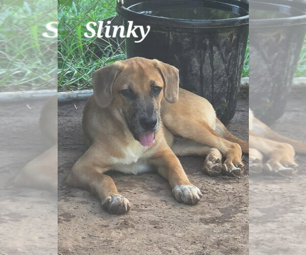 Medium Photo #2 Mutt Puppy For Sale in Canton, CT, USA