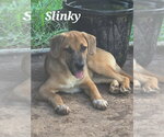 Small #1 Mutt