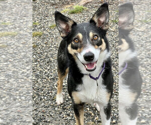 Medium Photo #2 Border Collie-Unknown Mix Puppy For Sale in Elmsford, NY, USA