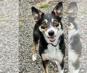 Bella - Female Border Collie-Unknown Mix Dog for Adoption - Photo #2